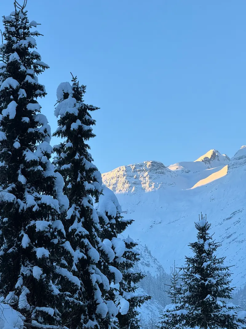 Schneebedeckte Tannen vor verschneiten Berggipfeln